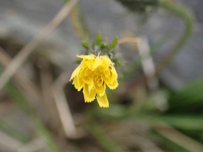 Hawkweed Oxtongue photo 3
