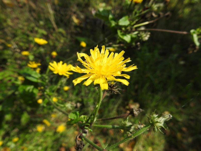 Hawkweed Oxtongue photo 4