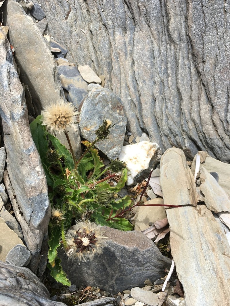 Hawkweed Oxtongue photo 5