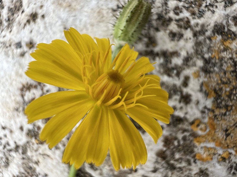 Bitterweed photo 2
