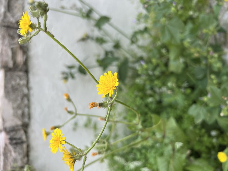 Bitterweed photo 3