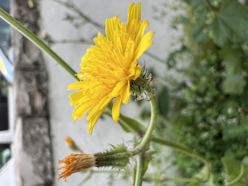 Bitterweed photo 4