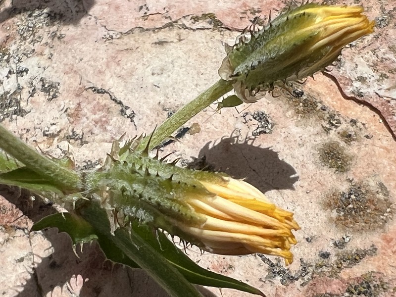 Bitterweed photo 5