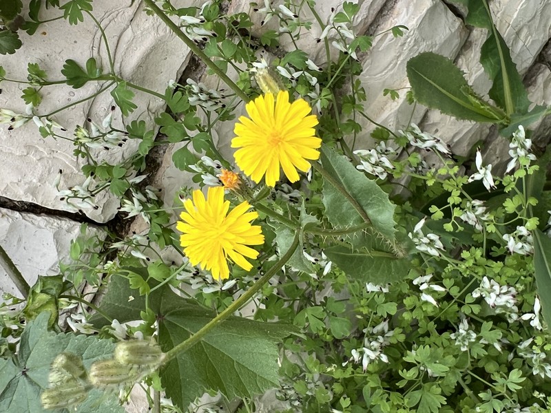 Bitterweed photo 6