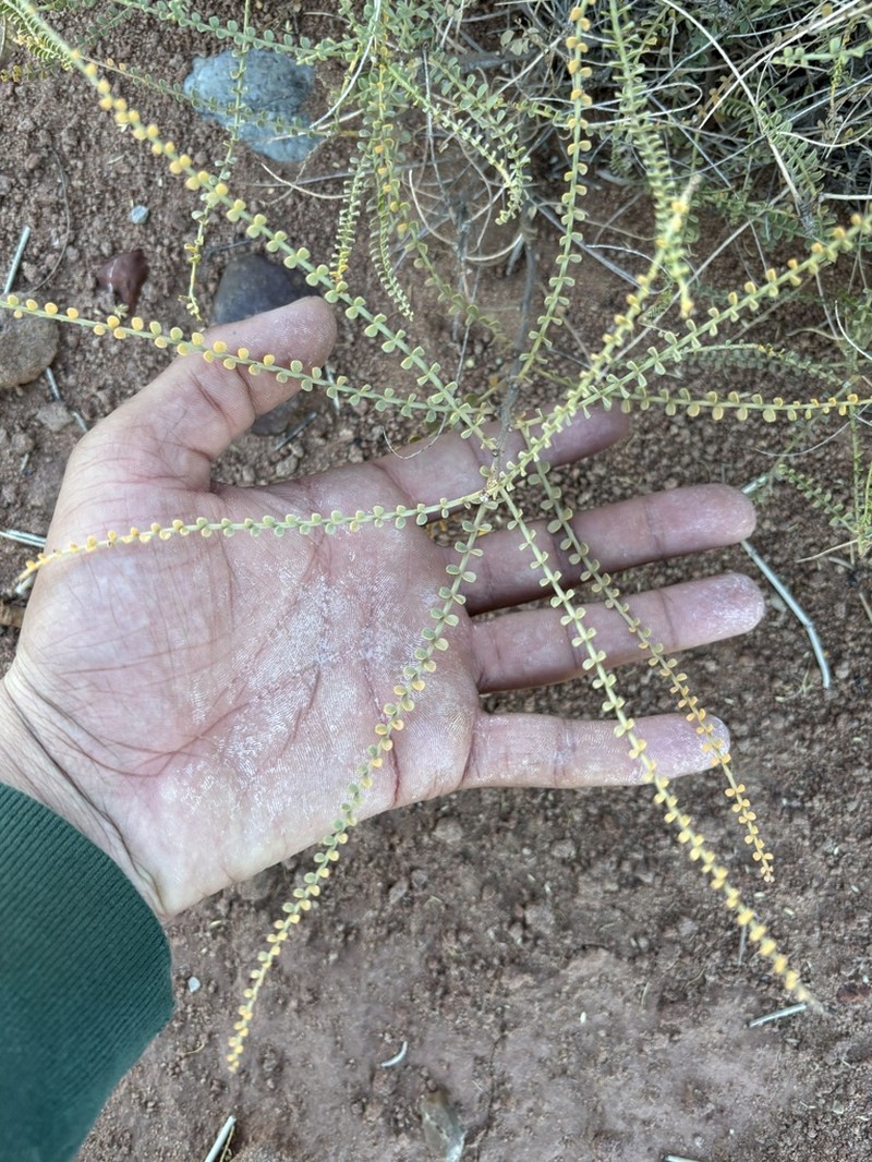 Roundleaf Dunebroom