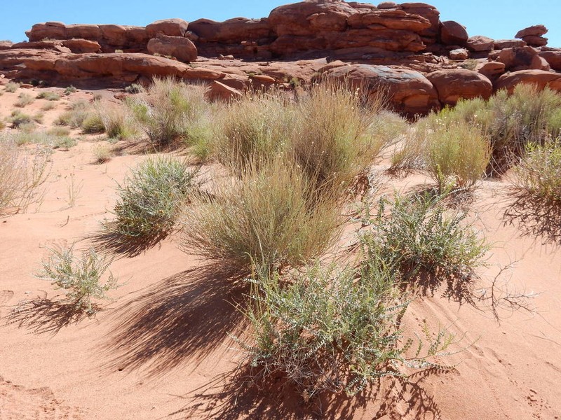 Roundleaf Dunebroom photo 2