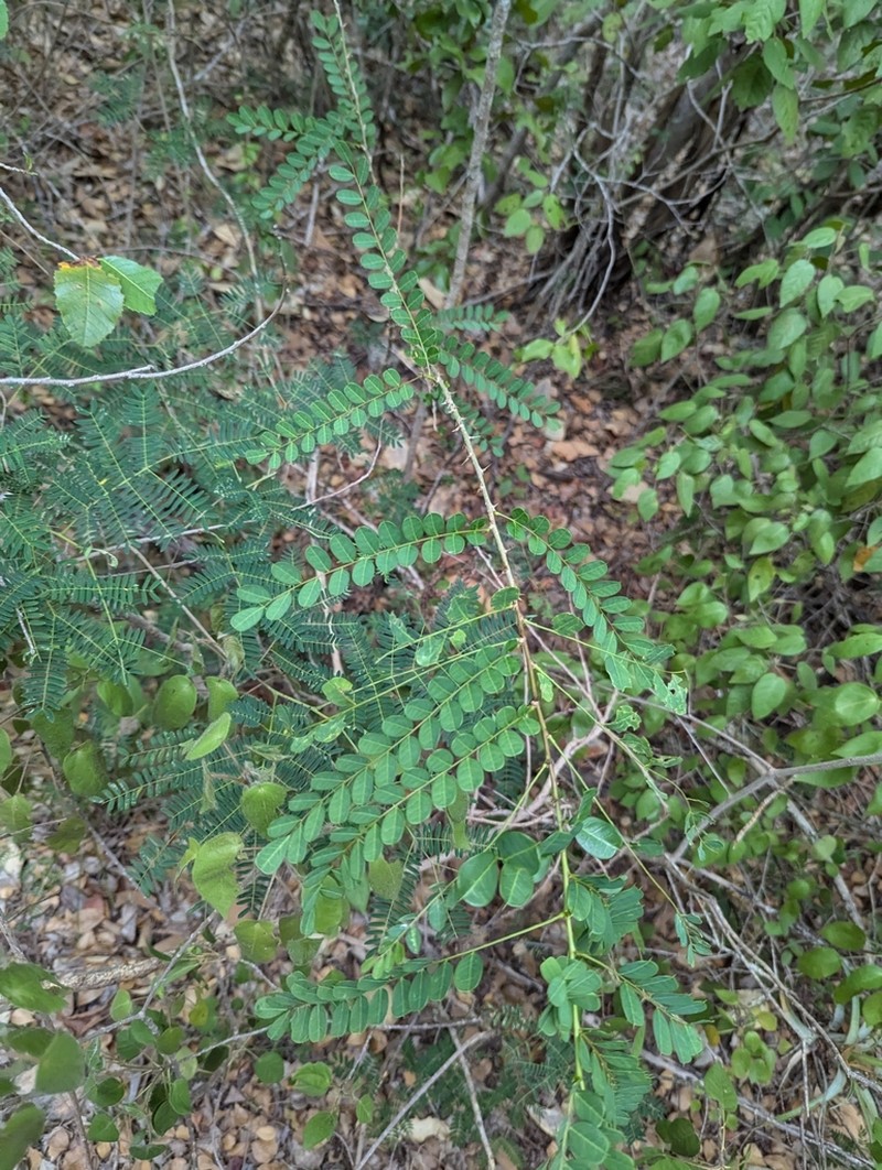 Fustic photo 5
