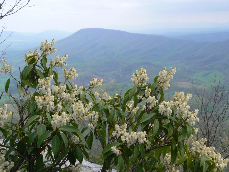 Mountain Fetterbush