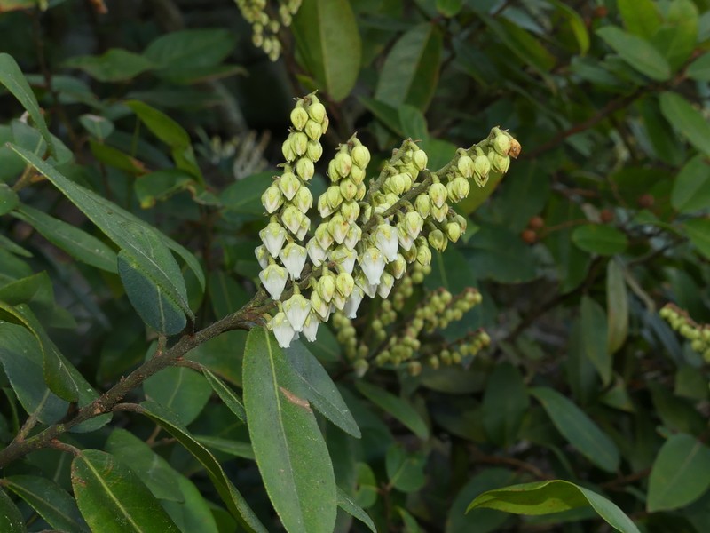 Mountain Fetterbush photo 2