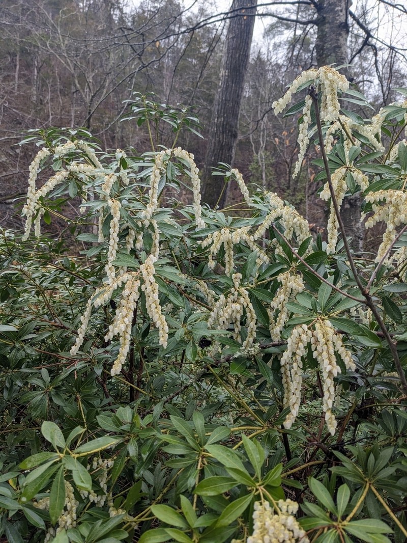 Mountain Fetterbush photo 3