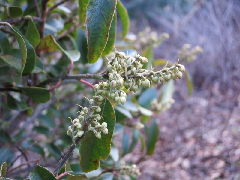 Mountain Fetterbush photo 4