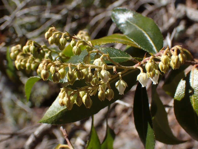 Mountain Fetterbush photo 5