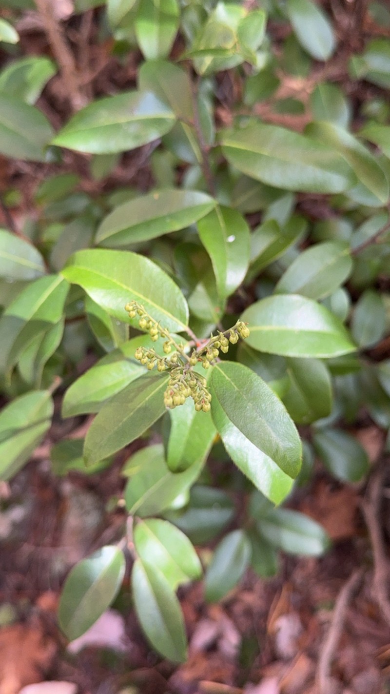 Mountain Fetterbush photo 6