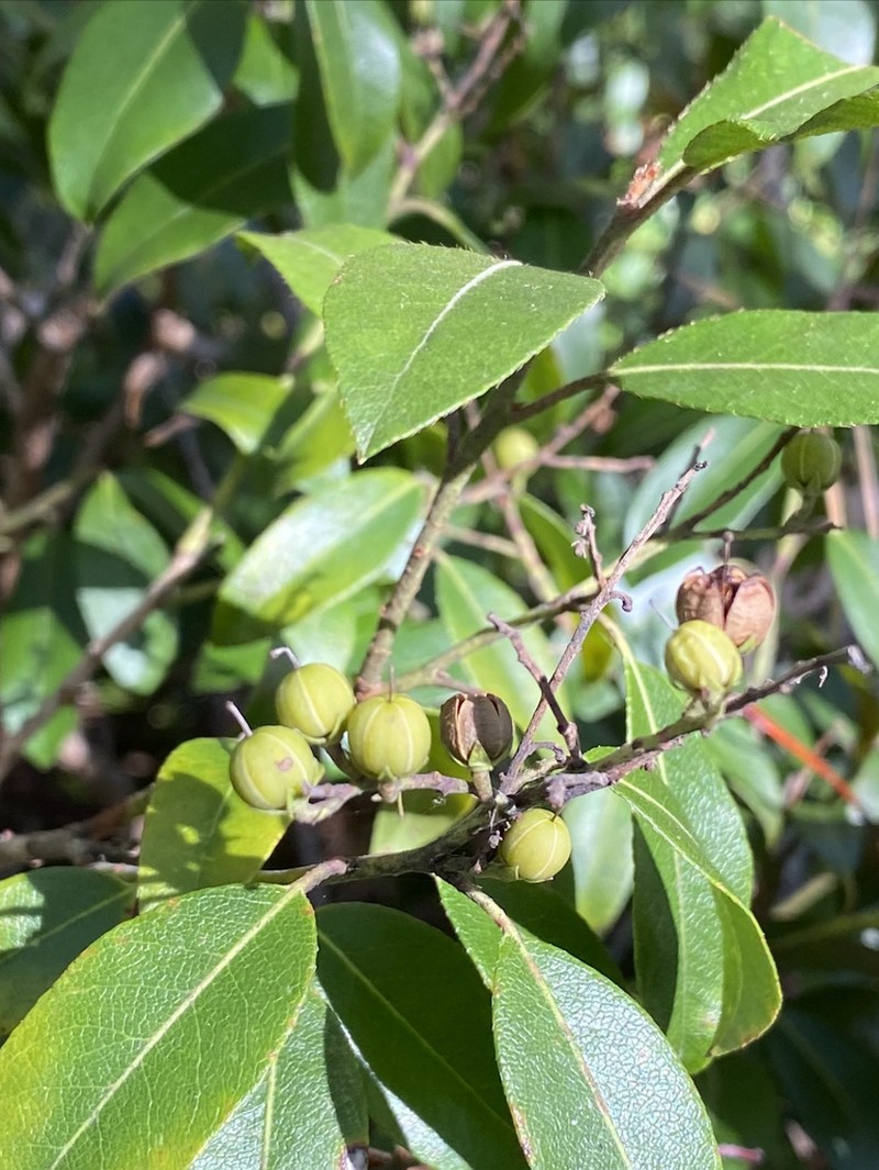 Mountain Fetterbush photo 7