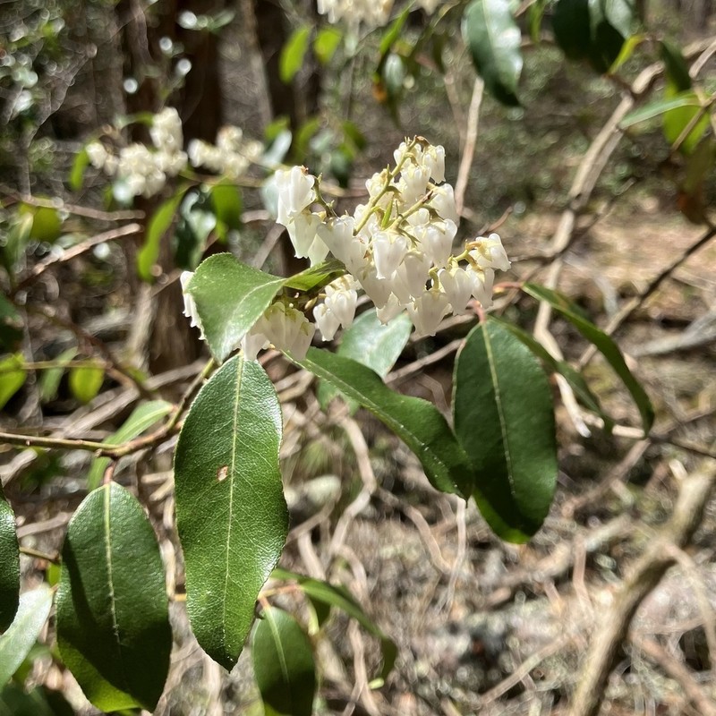 Mountain Fetterbush photo 8