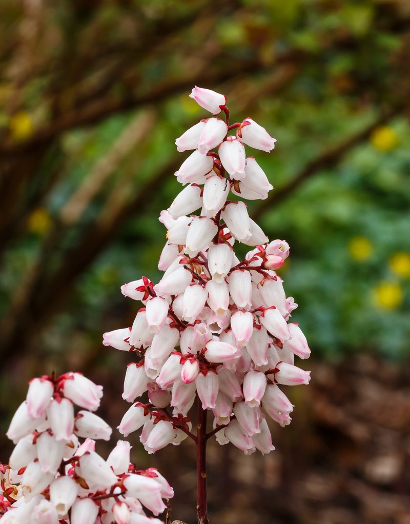 Japanese Pieris
