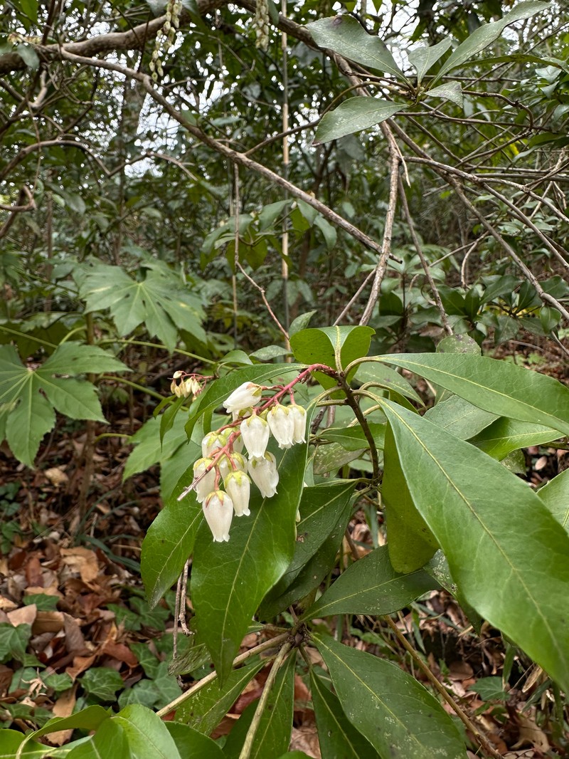 Pieris japonica var. japonica