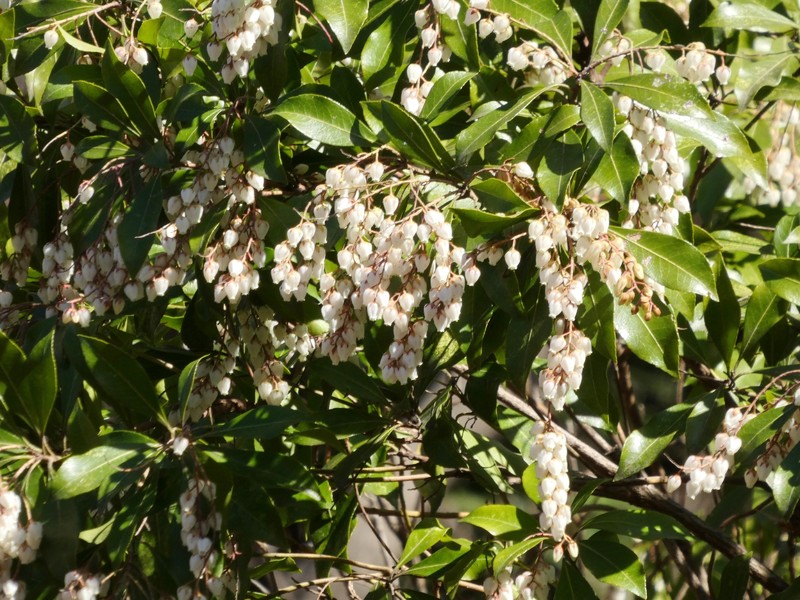 Pieris japonica var. japonica photo 2