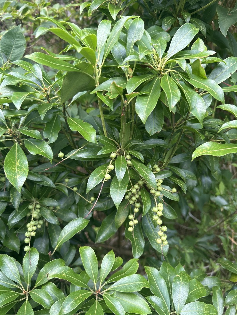 Pieris japonica var. japonica photo 3