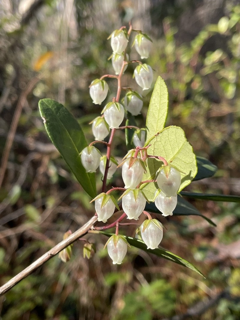 Climbing Fetterbush