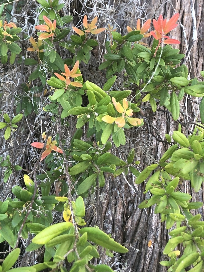 Climbing Fetterbush photo 2