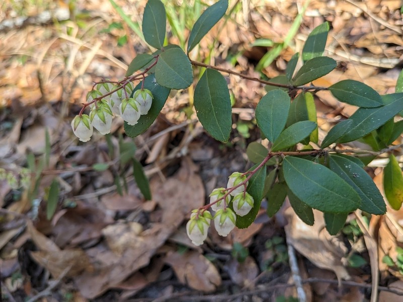 Climbing Fetterbush photo 3