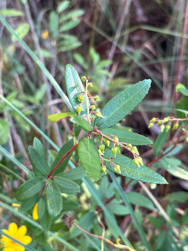 Climbing Fetterbush photo 5