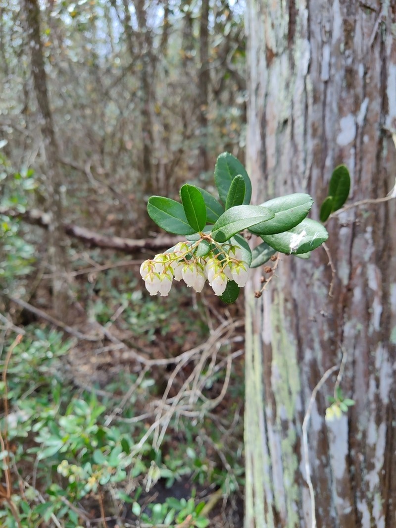 Climbing Fetterbush photo 6