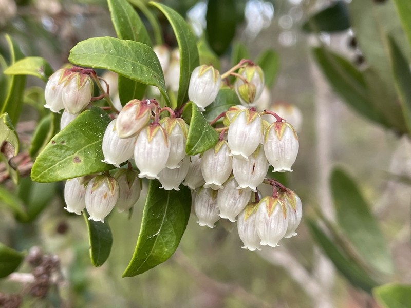 Climbing Fetterbush photo 7
