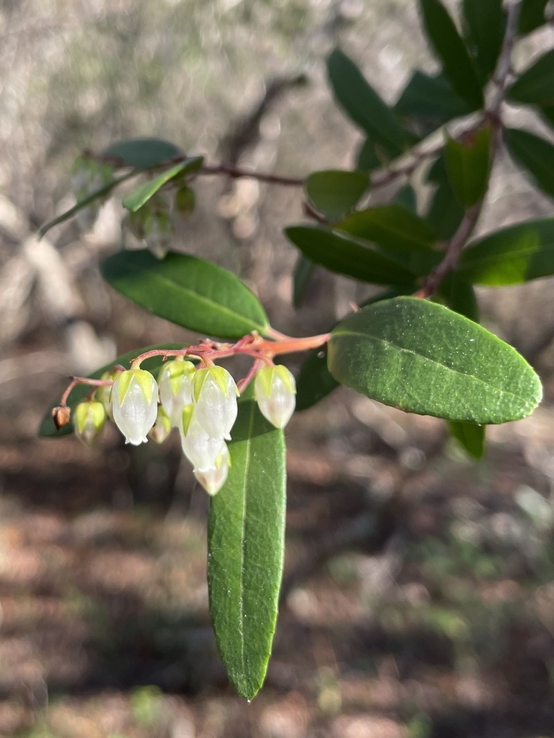 Climbing Fetterbush photo 8