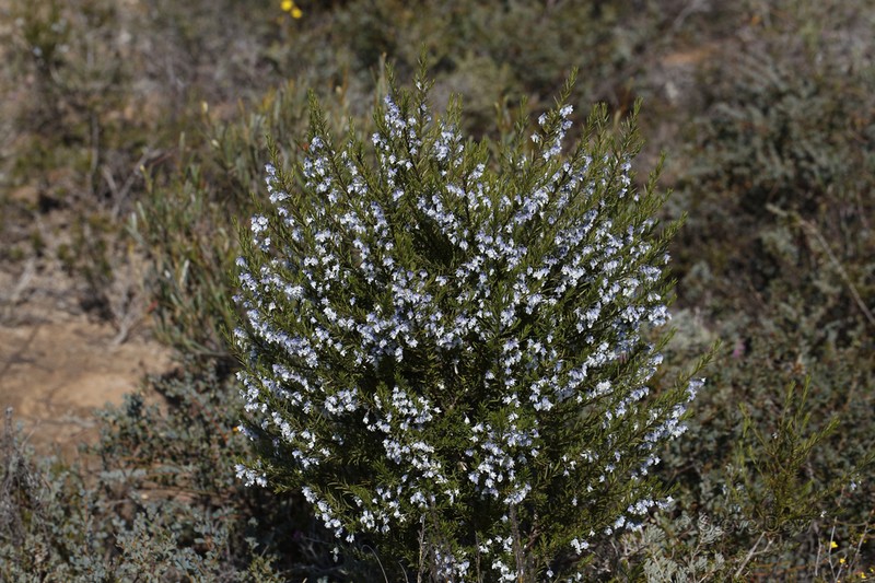 Pigea adpressa