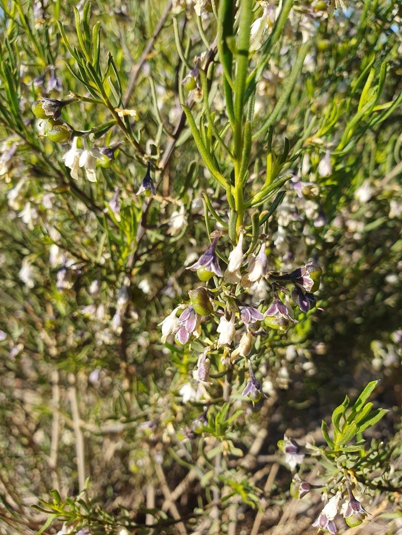 Pigea adpressa photo 3