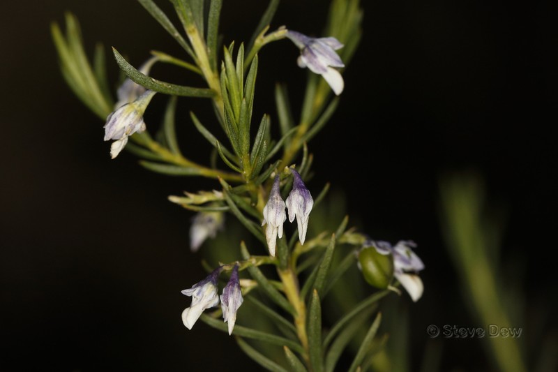 Pigea adpressa photo 4