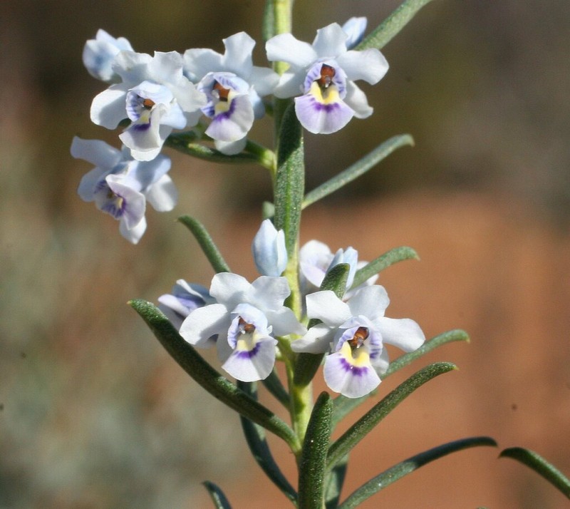 Pigea curvifolia