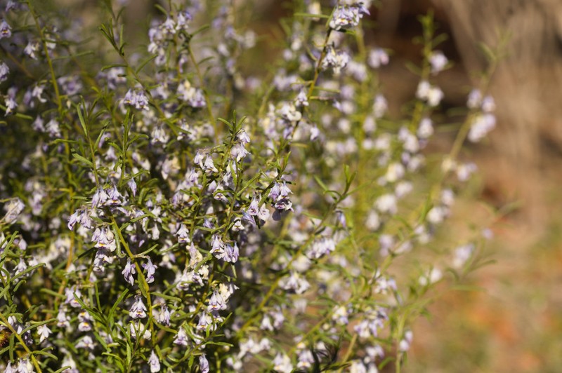 Pigea curvifolia photo 2