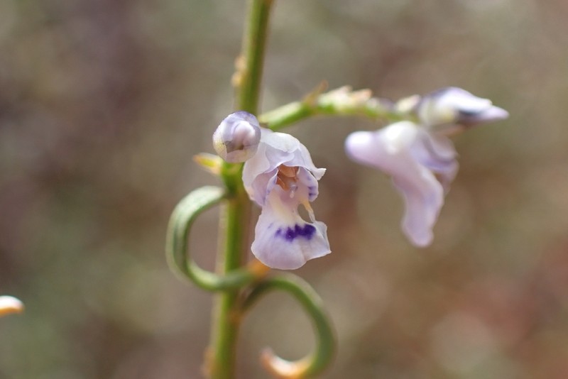 Pigea curvifolia photo 3