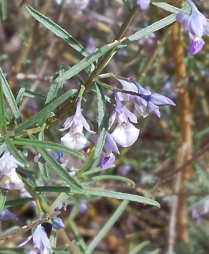 Pigea curvifolia photo 4