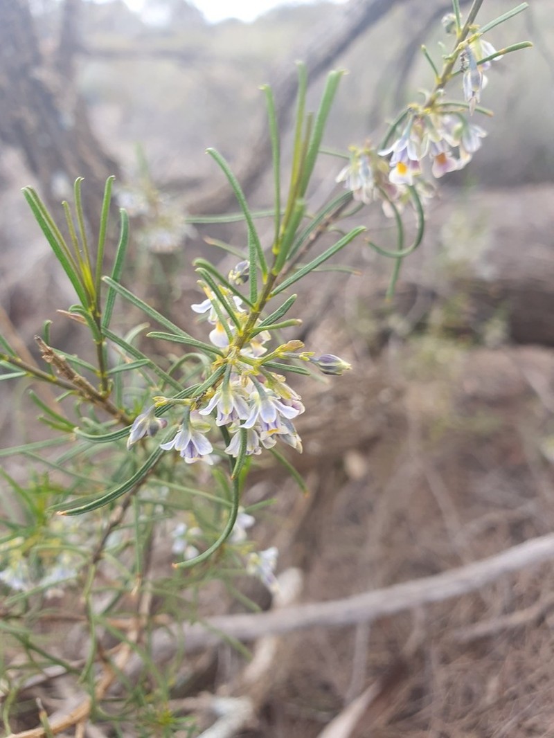Pigea curvifolia photo 5