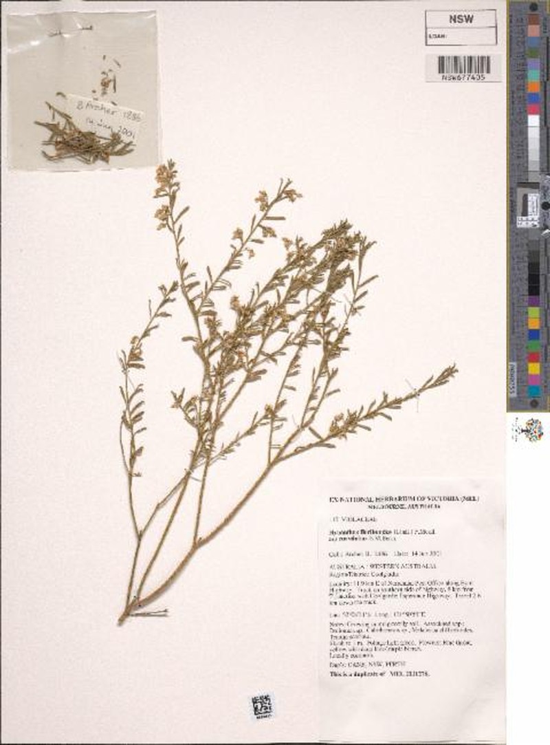 Pigea curvifolia photo 7