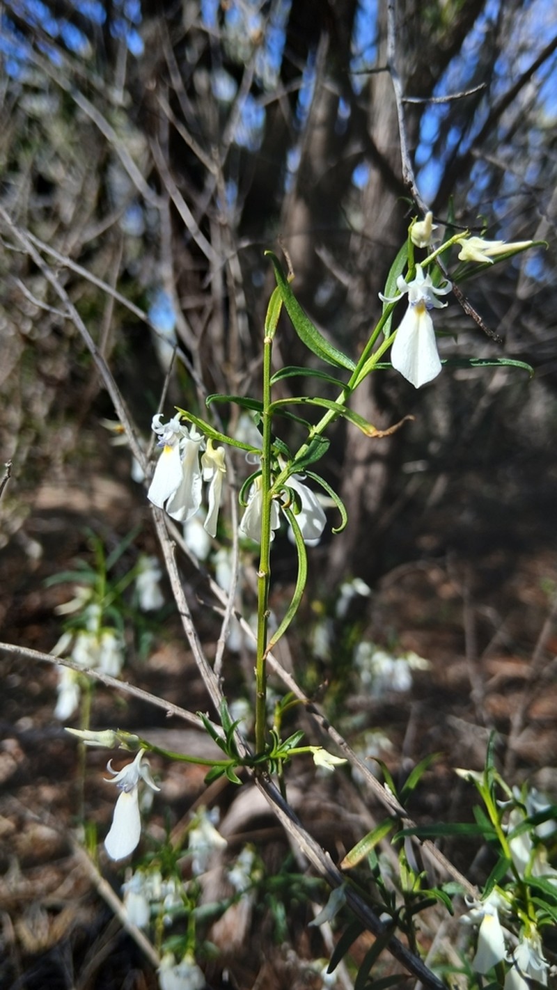 Pigea cymulosa