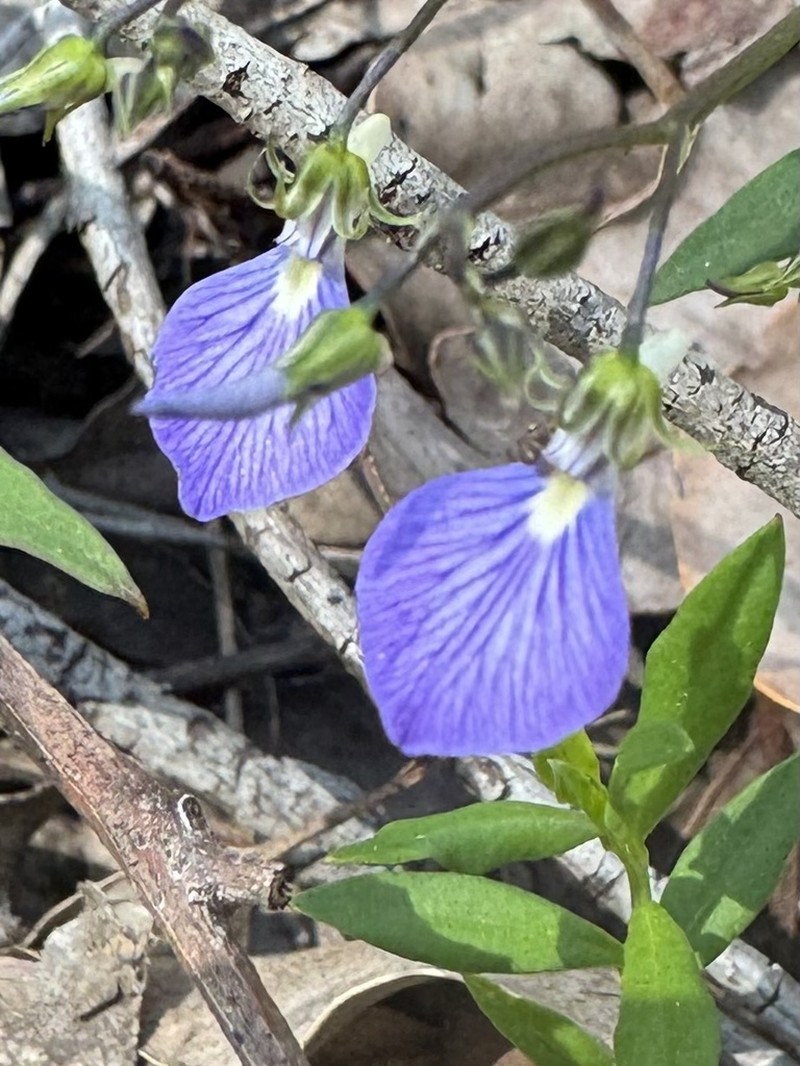 Pigea debilissima photo 5