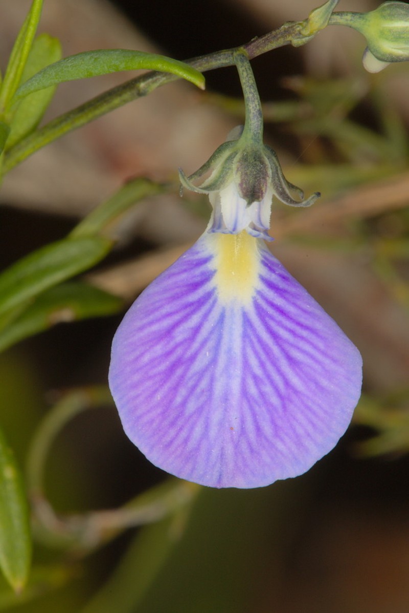 Pigea debilissima photo 7
