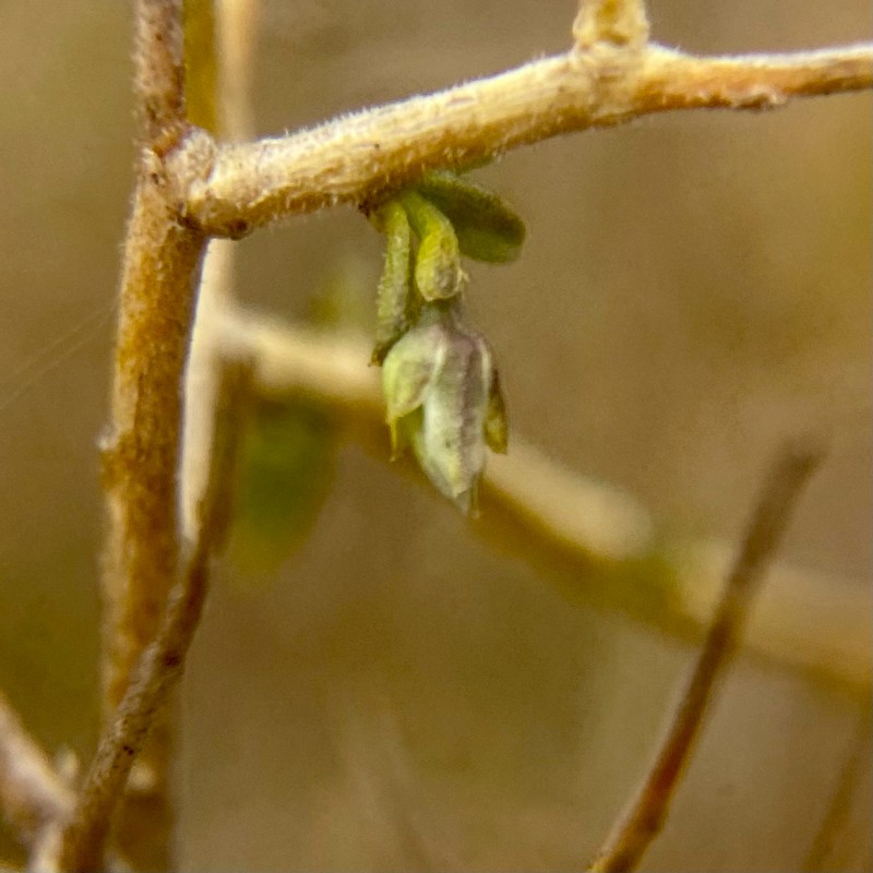 Pigea epacroides