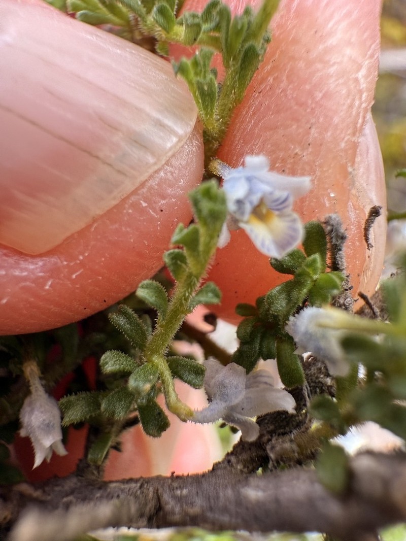 Pigea epacroides photo 3