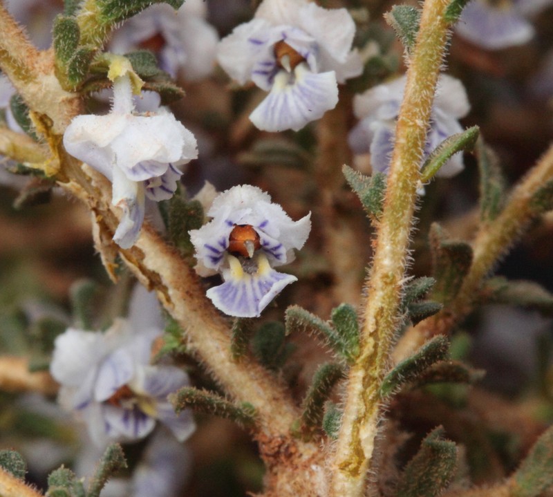 Pigea epacroides photo 4