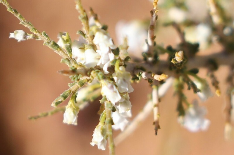 Pigea epacroides photo 5