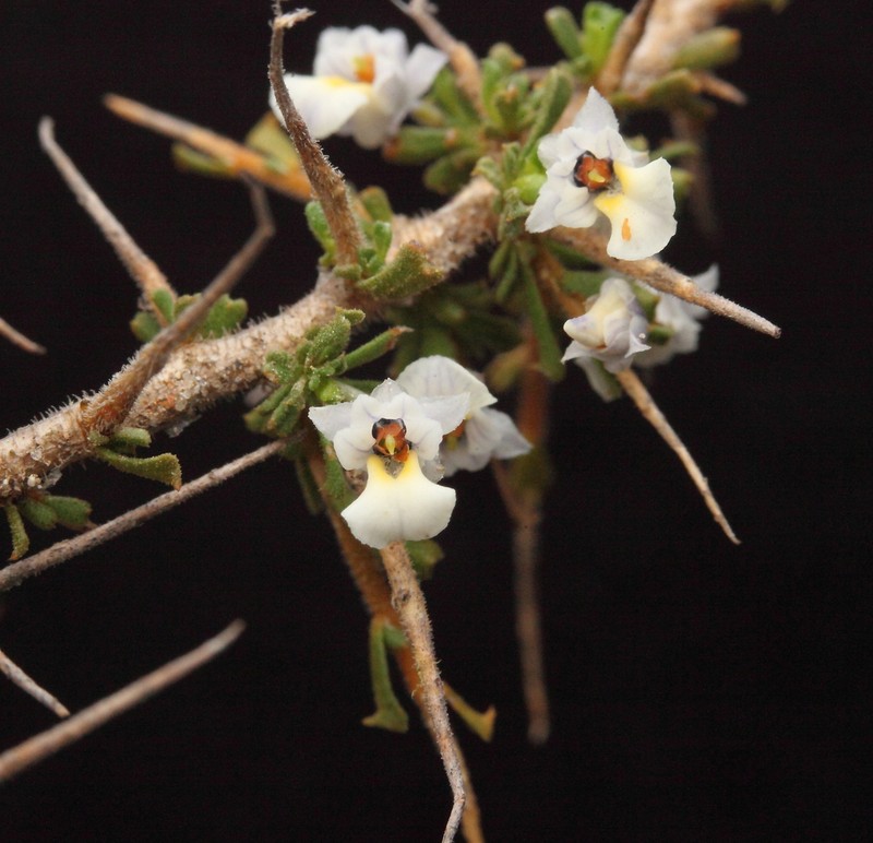 Pigea epacroides photo 6