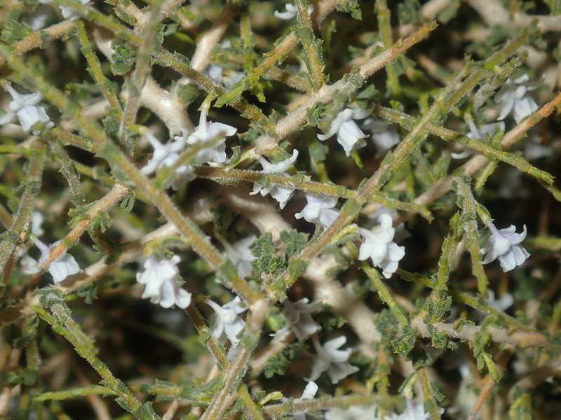 Pigea epacroides photo 7
