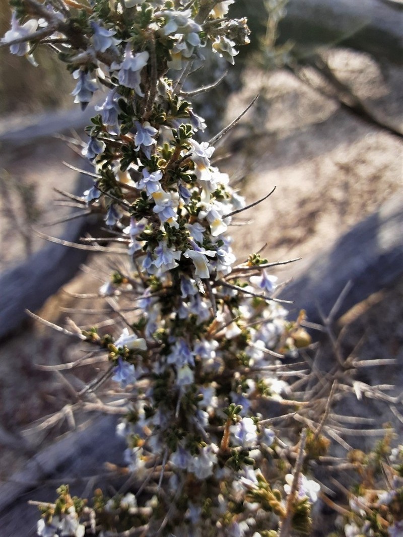 Pigea epacroides photo 8