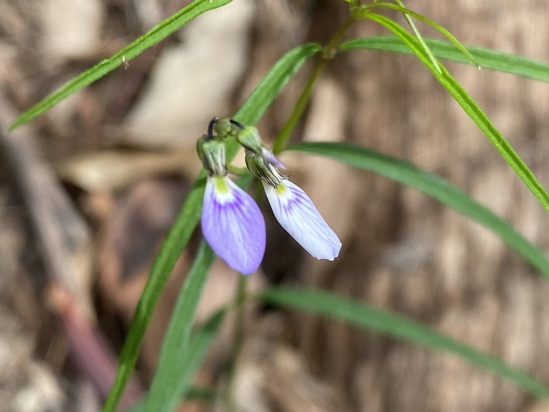 Pigea vernonii
